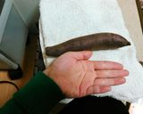オーブンと黒ホイルでねっとり焼き芋作り方2写真