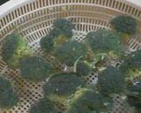 ブロッコリーの保存☆オススメ作り方1写真