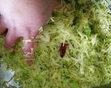 スパイスたっぷり☆ザワークラウト作り方5写真