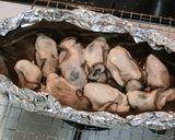 熱々を食べる♪牡蠣の昆布焼き作り方6写真