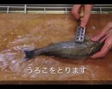 おウチで簡単・イサキのお刺身【動画あり】作り方1写真
