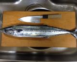 サゴシ（サワラ）の味噌粕漬け作り方1写真