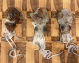 ミミイカの塩茹で作り方2写真