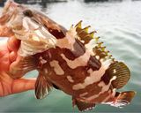 クエの刺身・皮湯引き☆作り方1写真