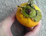 伝授！あおし柿作り方1写真