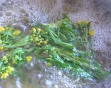 菜の花のペペロンチーノ作り方5写真