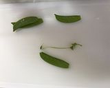 桃の花デコ☆菱餅風♪初節句♪寿司ケーキ♪作り方5写真