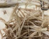 新玉ねぎと菜の花・新牛蒡の春サラダ作り方4写真