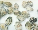 簡単時短!!菜の花と鯛のアクアパッツァ作り方2写真