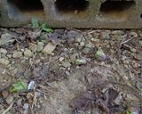 最強のチタン鍋でふき味噌作り方2写真