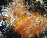 たまにはガッツリ!カツカレー♪作り方18写真