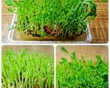 ネギたっぷりゆず塩豆苗肉巻き鍋作り方7写真