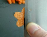 お弁当のおかず～ピクルス～作り方5写真