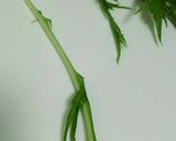 野菜が長持ち新鮮♪冷蔵庫で出来る保存方法作り方1写真