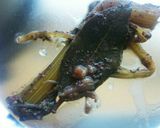 ＊本格的牛肉の赤ワイン煮＊作り方7写真