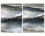 居酒屋より旨い‼️きずし(しめ鯖)作り方3写真