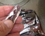 ホウタレ（カタクチイワシ）の天ぷら作り方1写真