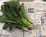 生で長持ち ほうれん草の保存方法作り方3写真