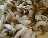 菜の花キノコ作り方1写真