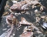 デカホットプレートで真鯛のアクアパッツァ作り方6写真