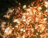 簡単 基本のトマトソース作り方3写真
