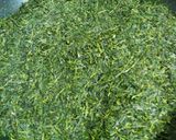 おうちで簡単‼焙じ茶作り方1写真