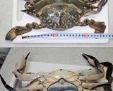 ワタリガニのメス食べ易いさばき方と食べ方作り方1写真