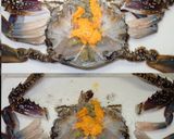 ワタリガニのメス食べ易いさばき方と食べ方作り方4写真