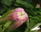ほうれん草の茹で方 昔ながらの白和え作り方1写真