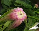 ほうれん草の茹で方　昔ながらの白和え作り方1写真