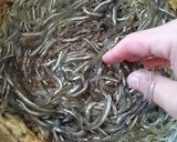 瀬戸内の春♪基本のいかなごのくぎ煮作り方8写真
