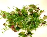 簡単！黒豆と大豆のWチーズのハーブマリネ作り方1写真