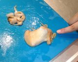 ☆ホッキ貝とキノコのバター炒め☆作り方2写真