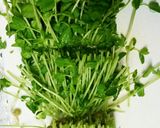 叩きキュウリと豆苗の旨塩サラダ作り方5写真
