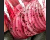 簡単♪大根のお漬物✿桜色作り方5写真