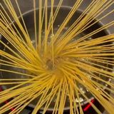鶏ももとブロッコリーのトマトクリームパスタ♪作り方1写真