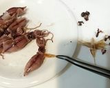 たまご豆腐の春旬盛り♡わさポン風味作り方1写真