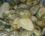 アサリの砂抜き&冷凍保存(*^^*)作り方1写真