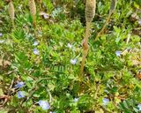 春がきた♪簡単！つくしのゴマ油炒め作り方1写真