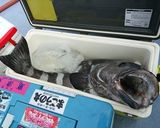 アブラボウズの味噌漬け作り方1写真
