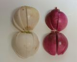 春野菜のピクルス作り方2写真