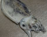 スミイカ（コウイカ）と大根の煮物作り方1写真