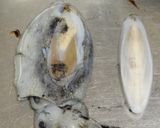 スミイカ（コウイカ）と大根の煮物作り方3写真