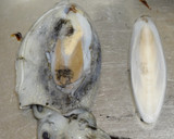 スミイカ（コウイカ）と大根の煮物作り方3写真