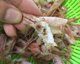 海老のあらで濃厚パスタ作り方4写真