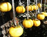 手揉み干し柿作り方9写真