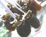 手揉み干し柿作り方18写真