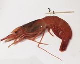 赤エビの紹興酒蒸し作り方2写真