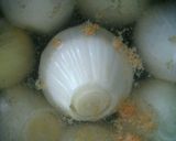 塩玉ねぎのトロッと丸ごとオニオンスープ作り方3写真