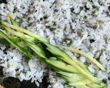 秋刀魚の海苔巻☆さんまのまんま☆作り方7写真